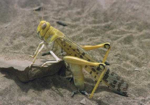Desert Locust Schistocerca gregaria, laying eggs, Mauritania<br/>(Christiaan Kooyman - Wiki Commons)