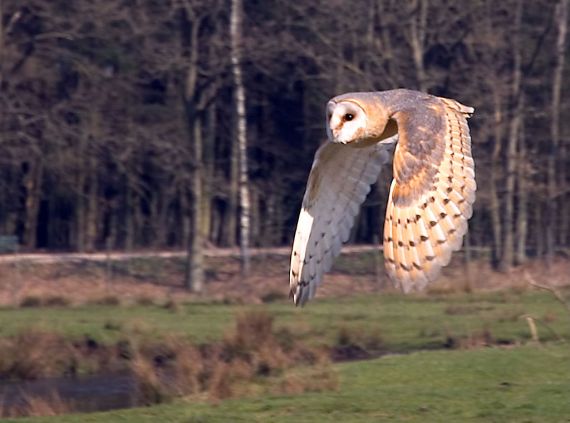 Barn Owl Tyto tyto; (Jurgen, Sandesneben, Germany - Wikipedia)