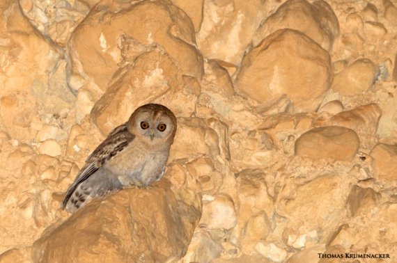 Desert Owl Strix hadorami, Israel (Thomas Krumenacker - Science News)