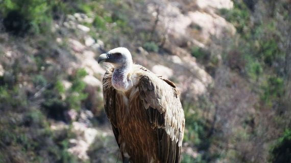 Griffon Vulture Gyps fulvus, Haifa, Israel (Wikimedia Commons)