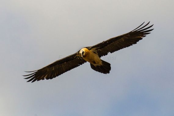 Bearded Vulture Gypaetus barbatus; Catalan, Pyrenees, Spain (Francesco Veronisi - Wiki Commons)