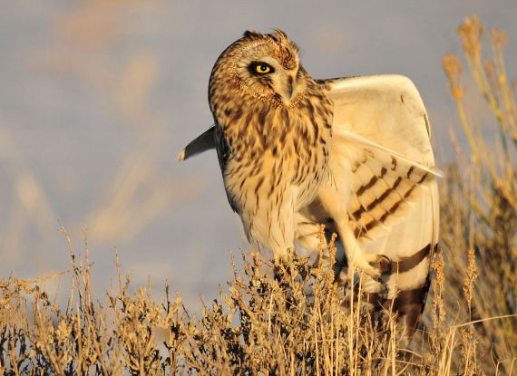 Short-eared Owl Asio flammeus - Seedskadee NWR, WY (Tom Koerner - Wikimedia Commons)