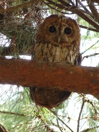 Tawny Owl Strix aluco Beldibi, Marmaris Mugla, Turkey (Nottsexminer - Wikimedia Commons)