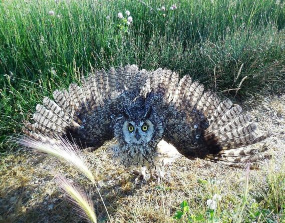 Long-eared Owl Asio otus, USFWS Mountain-Prairie (Nicole Hornslein - Wikimedia Commons)