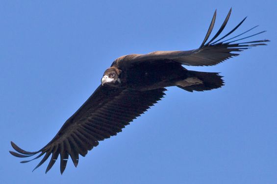 Eurasian Black or Cinerous Vulture Aegypius monarchus (Wikimedia Commons) 