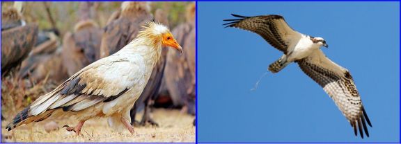 Egyptian Vulture - Chatarpur, India (Arindam Aditya, 1-17-16 Wiki Commons) Osprey - Malibu Lagoon (Randy Ehler 9-26-16)