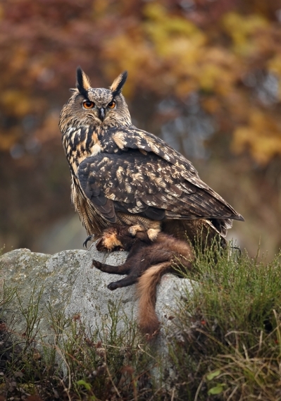 Eurasian Eagle Owl Bubo bubo, Zdarsle vrchy, Czech (Martin Mecnarowski - Wikimedia Commons)